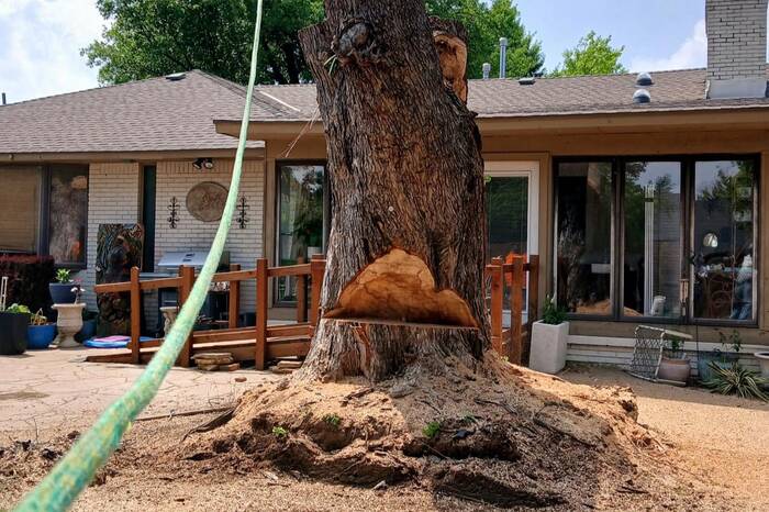 Tree removal project