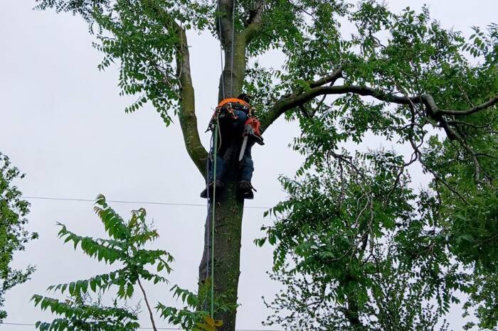 Professional tree trimming and crown pruning service in Edmond, OK